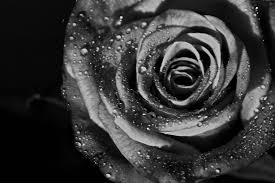 Black And White Rose Wallpaper Hd 34 Black And White Wallpaper Rose New Images In 2020 Black And White Wallpaper Black Roses Wallpaper Black And White Roses