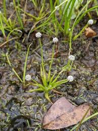 Image result for Eriocaulon schimperi