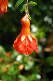 Image result for Punicaceae