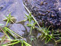 Image result for Subularia