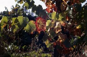 Image result for Grapevine leafroll virus