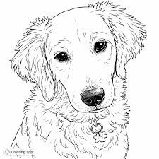 Adorable Golden Retriever Puppy - Coloring.app
