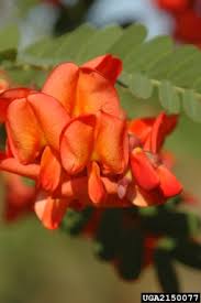 Image result for Sesbania tetraptera