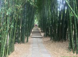 Image result for Oreobambos