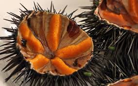 Check spelling or type a new query. Tutto Sui Ricci Di Mare Qui Ne Parliamo Insieme Misya Magazine