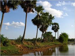 In bangladesh where the sunni muslims are a majority, the shia and ahmadiyya jammat minority communities are faced with various challenges in the practice of their belief. Bangladesh Nature Bangla News Nature Landscape Natural Beauty