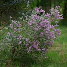 Image result for Syringa meyeri ´Palibin
