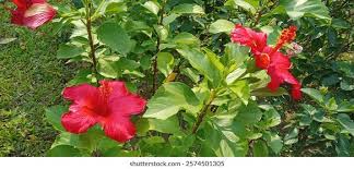 Image result for Thespesia