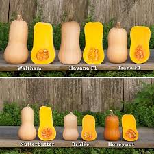 Image result for Buchnera nuttii