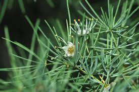 Image result for Asparagus suaveolens