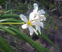 There is one big difference between sexual propagation (i.e. Plumeria Alba Wikipedia
