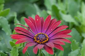Check spelling or type a new query. 12 Annual Flowers That Can Take The Cold Costa Farms