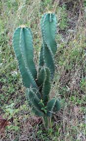 Mescaline is the active agent in the cactus, providing psychedelic effects. The Institute For Regional Conservation