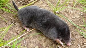 European moles are small fossorial mammals that live across most of europe. Italiano Talpa Europaea Sistematica Habitat Biologia Ruolo Ecologico