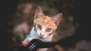 You might remember me from when i was lost in that large city in the young american bulldog turned to see his cat friend sassy lying on the new couch. Cat Names From Movies More Than 140 Ideas From The Big Screen