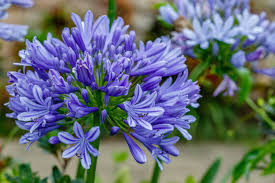 Maybe you would like to learn more about one of these? Agapanthus African Lily Care Growing Tips Horticulture