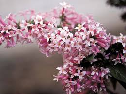 Image result for Syringa prestoniae