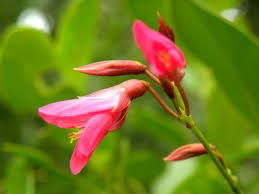 Image result for Galactia