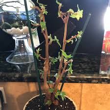 Page 1 of 2 • 1 2. Begonia Dregei Maple Leaf Begonia In Gardentags Plant Encyclopedia
