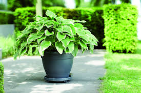 The uk leader for garden supplies; Elho Plant Pots St Albans Aylett Nurseries