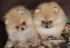 Do you have a specific question or. Are Male Or Female Pomeranians Better