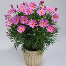 Image result for Argyranthemum