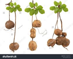 Image result for Pueraria