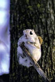 Pin On Remarkable Animals
