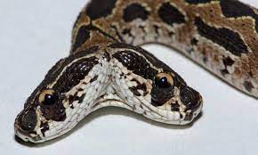 Rare Deadly Russell S Viper Snake With Two Heads Spotted In India Viper Snake Snake Viper