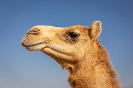 Image result for camel