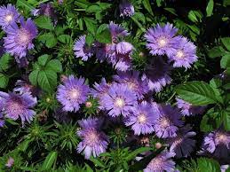 Growing Stokes Asters Information About Stokes Aster Plant Aster Flower Plants Flower Landscape