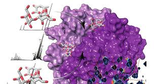 Калицивирусы (норовирусы, саповирусы) caliciviridae (norovirus, sapovirus). Angewandte Chemie Noroviren Im Spotlight Universitat Zu Lubeck