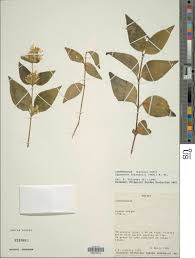 Image result for Hypoestes forskaolii