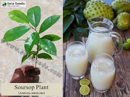 Image result for Annona muricata