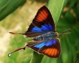 Figtree Blue (Myrina silenus) · iNaturalist
