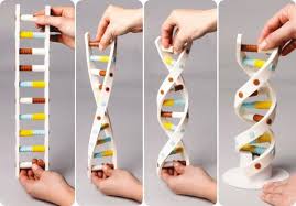 Models Of Dna Structure Dna Project Dna Model Project Dna Model