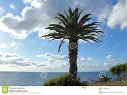 Maybe you would like to learn more about one of these? Palmera Y Nubes Bonitas En Sunny Afternoon Punto Vicente Palos Verdes Peninsula Los Angeles California Imagen De Archivo Imagen De Acantilados Nubes 110591313