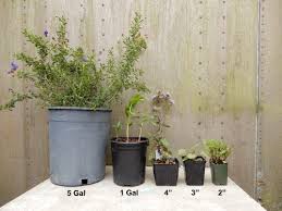 We did not find results for: Pot Size Key Oaktown Native Plant Nursery