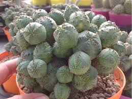 Depending on the rootstock, moon cacti can reach various heights but they usually stop growing growing in pots. Euphorbia Pseudoglobosa False Globose Spurge World Of Succulents Euphorbia Succulents Planting Succulents