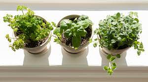 If you haven't got a garden, you might want to know how to grow herbs indoors. How To Grow Herbs Indoors On A Sunny Windowsill
