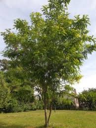 Image result for Robinia hispida