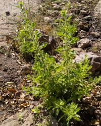 Image result for Pseudoconyza viscosa