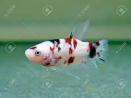 Looks this cute female koi betta fish. Koi Fighting