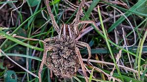 Largest wolf spider in north america. Carolina Wolf Spider Known For Parental Predatory Instincts Hilton Head Island Packet
