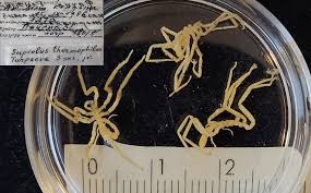 Image result for Pycnosphaera