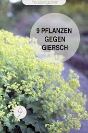 Gartenidee Fur Faule Gartner Giersch Mit Schnellwachsenden Bodendecker Pflanzen Verhindern Statt Muhsam Entfernen Gart Giersch Bekampfen Giersch Bodendecker