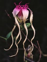 Image result for Strophanthus sarmentosus