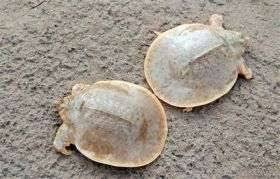 It has large webbed feet, each with three claws. Rare Soft Shell Turtle Nesting Ground Found In Cambodia