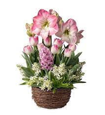 Pink Amaryllis Flower Gift Garden Flower Bulb Gifts Bulb Flowers Pink Amaryllis