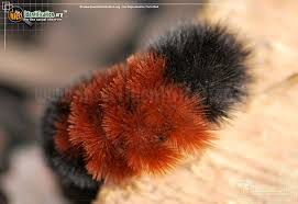 Black And White Striped Caterpillar With Orange Dots Banded Woollybear Caterpillar Moth